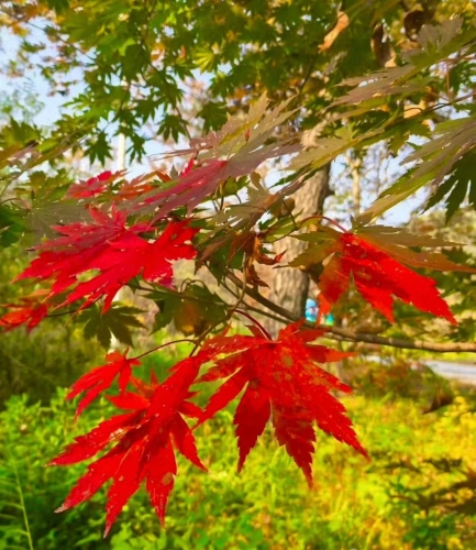 微信图片_2026-10-27_103132_073 微信图片_2026-10-27_103132_073